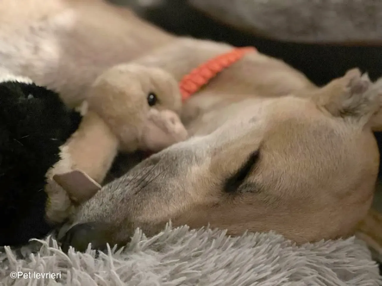 Bawnie Greyhound fulvo foster cane levriero 16