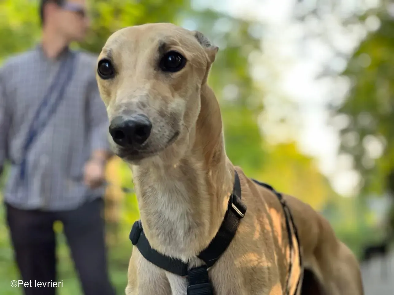 Bawnie Greyhound fulvo foster cane levriero 2