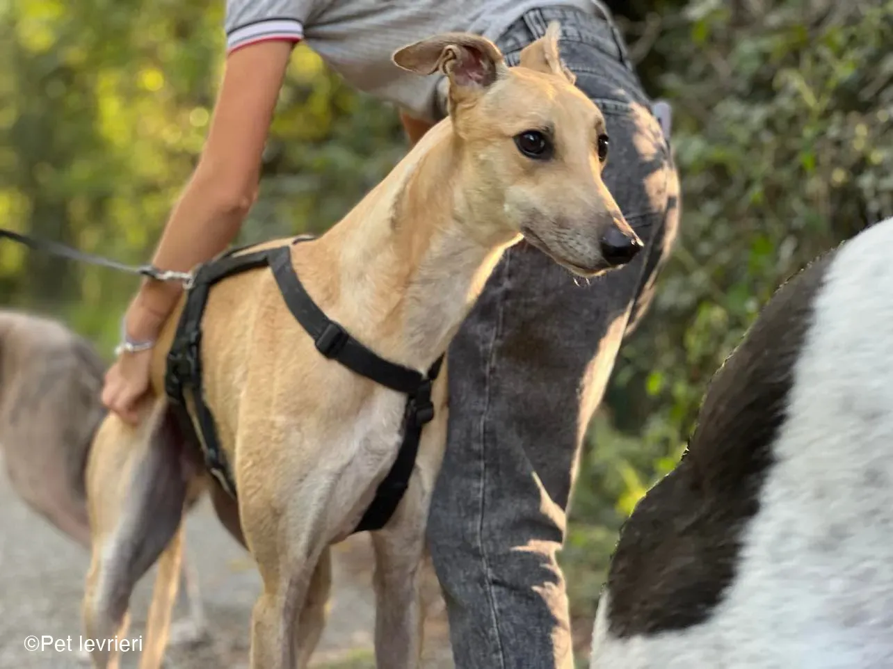 Bawnie Greyhound fulvo foster cane levriero 3