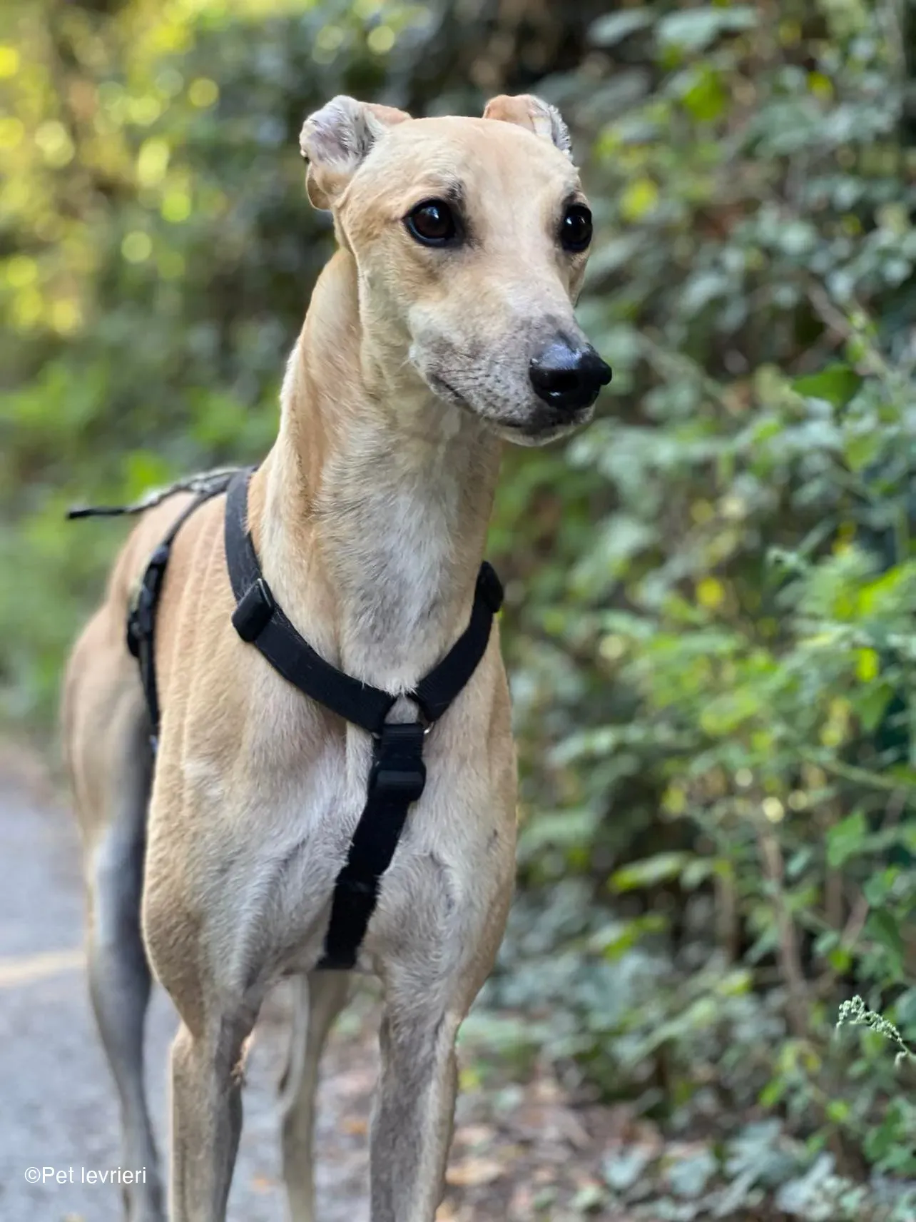 Bawnie Greyhound fulvo foster cane levriero 4