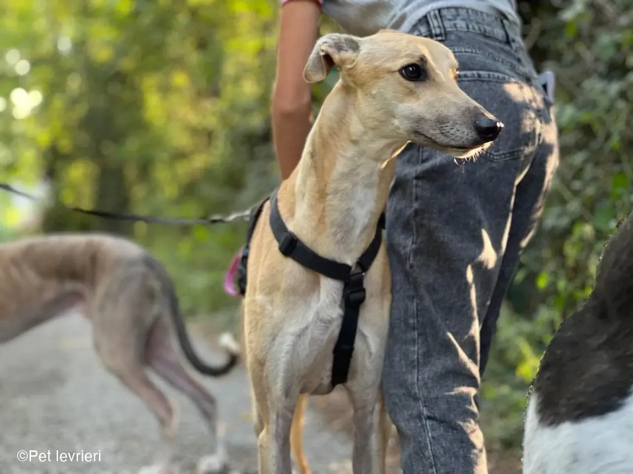 Bawnie Greyhound fulvo foster cane levriero 5