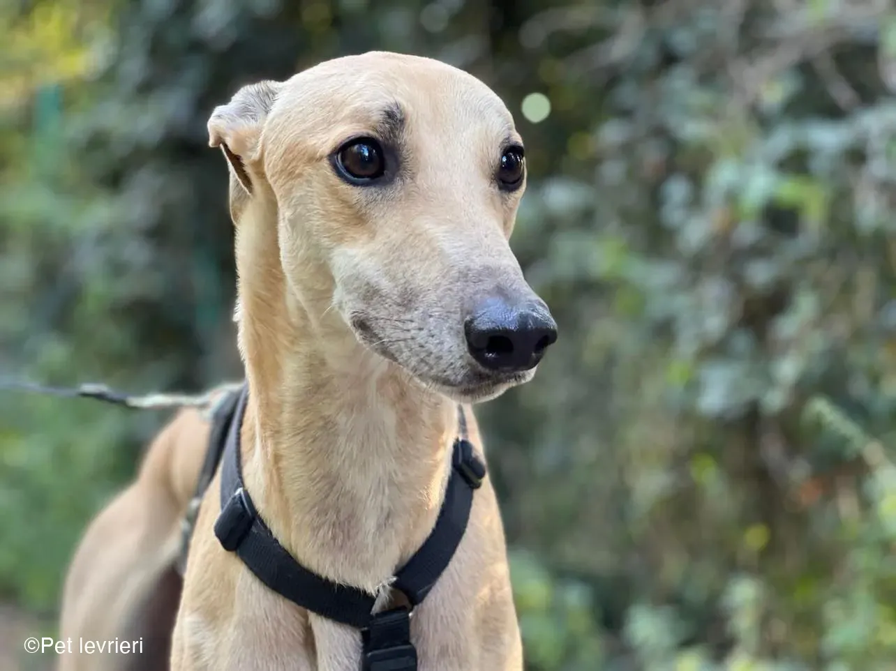 Bawnie Greyhound fulvo foster cane levriero 6
