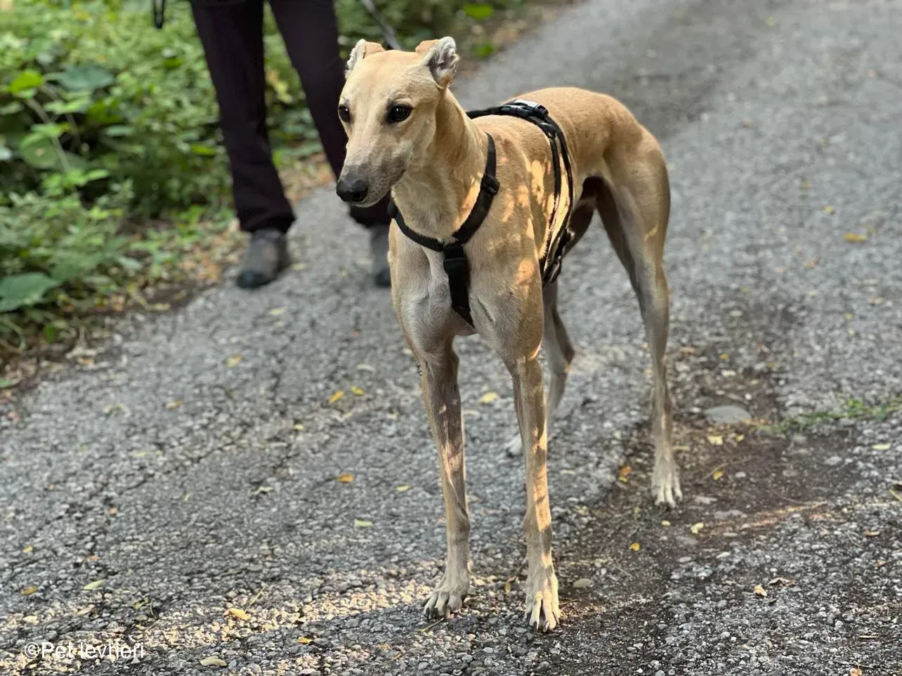 Bawnie Greyhound fulvo foster cane levriero 7