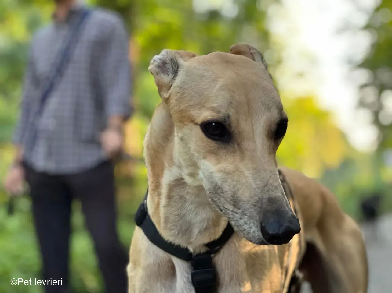Bawnie Greyhound fulvo foster cane levriero 8
