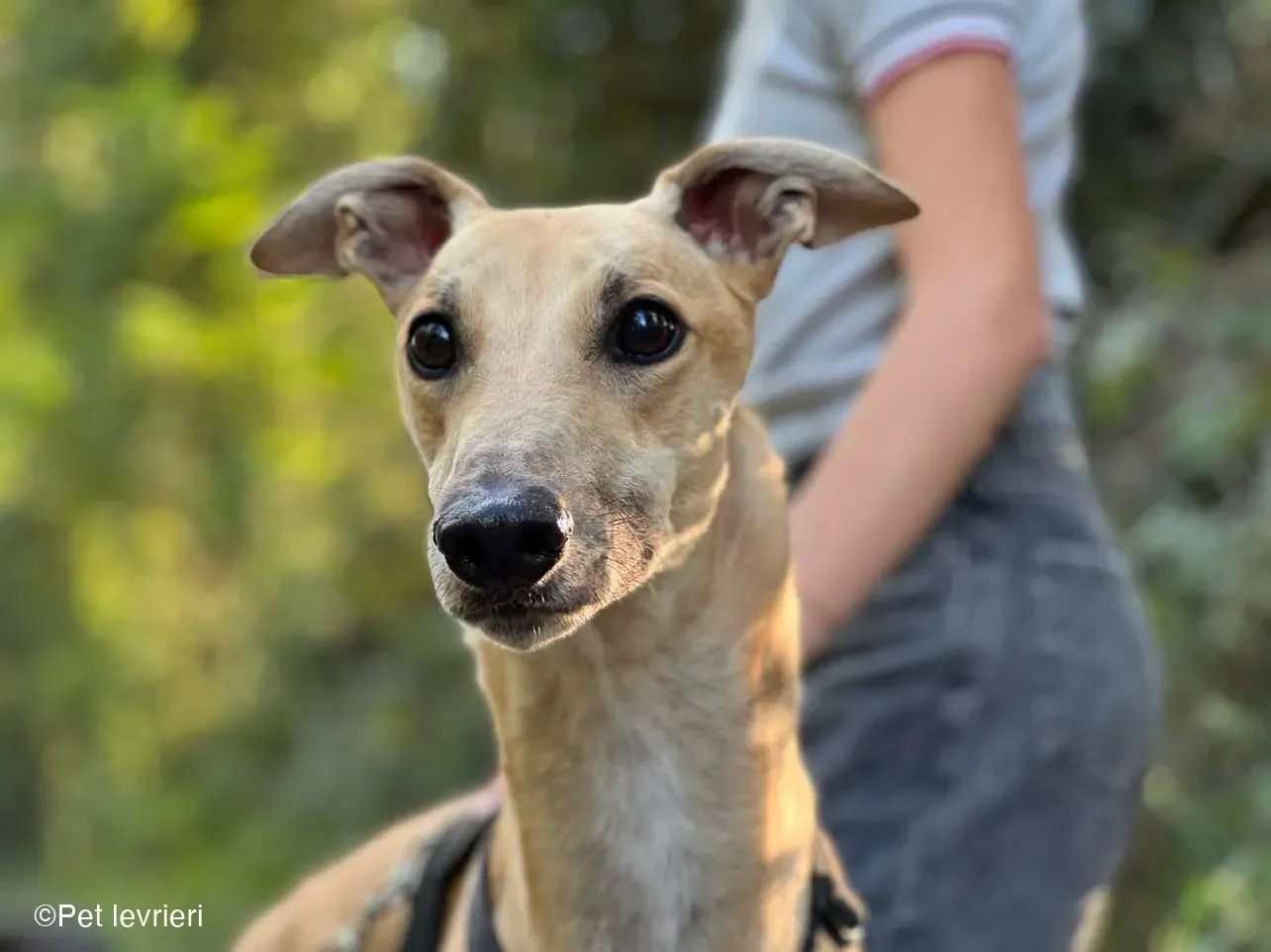 Bawnie Greyhound fulvo foster cane levriero 9