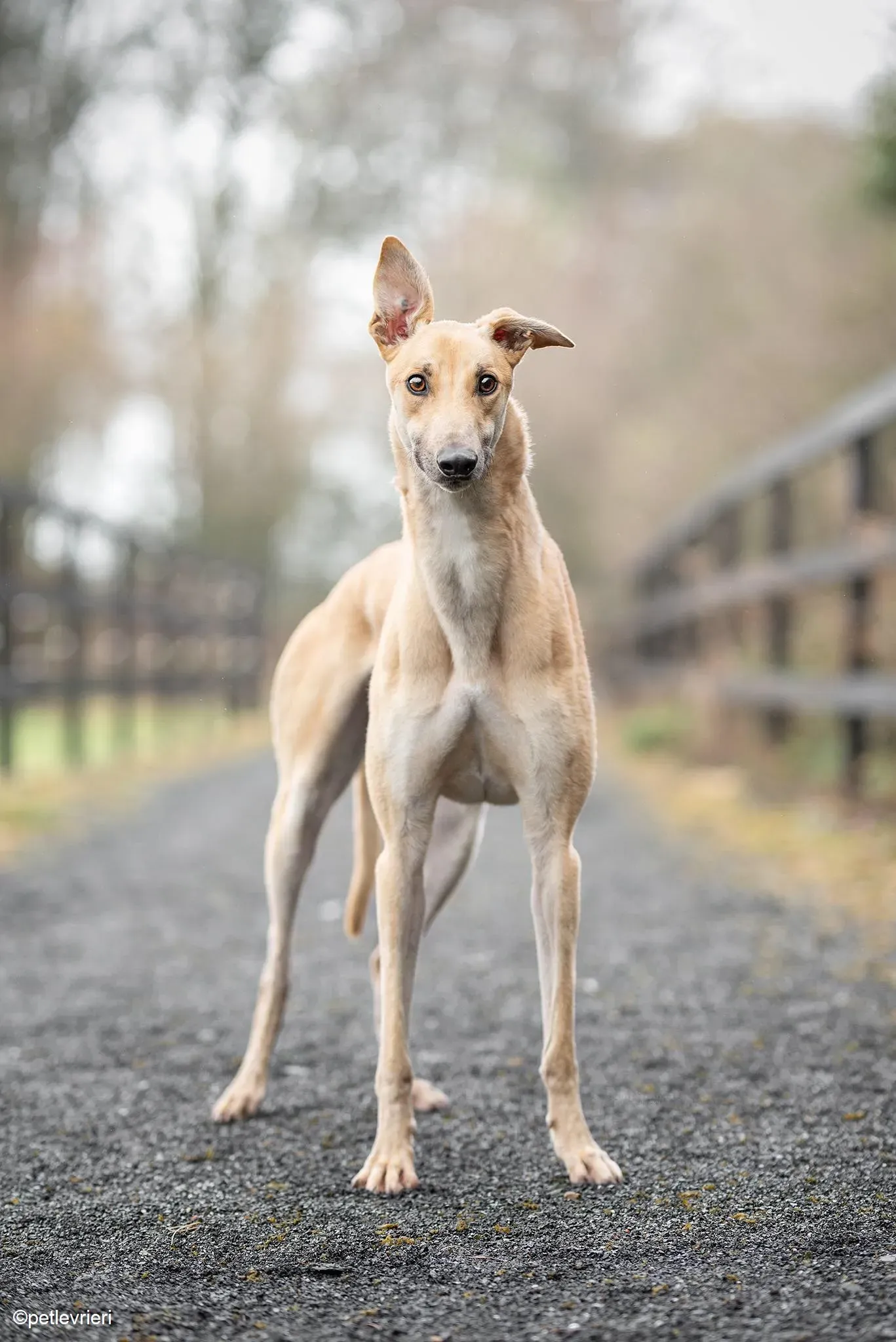 Bawnie adozione levrieri greyhound 1 1