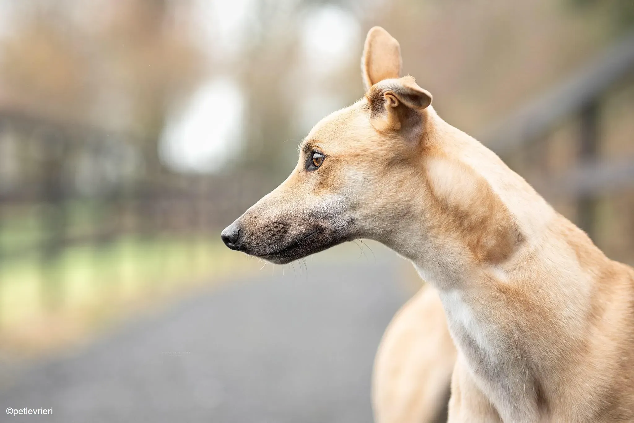 Bawnie adozione levrieri greyhound 2 1