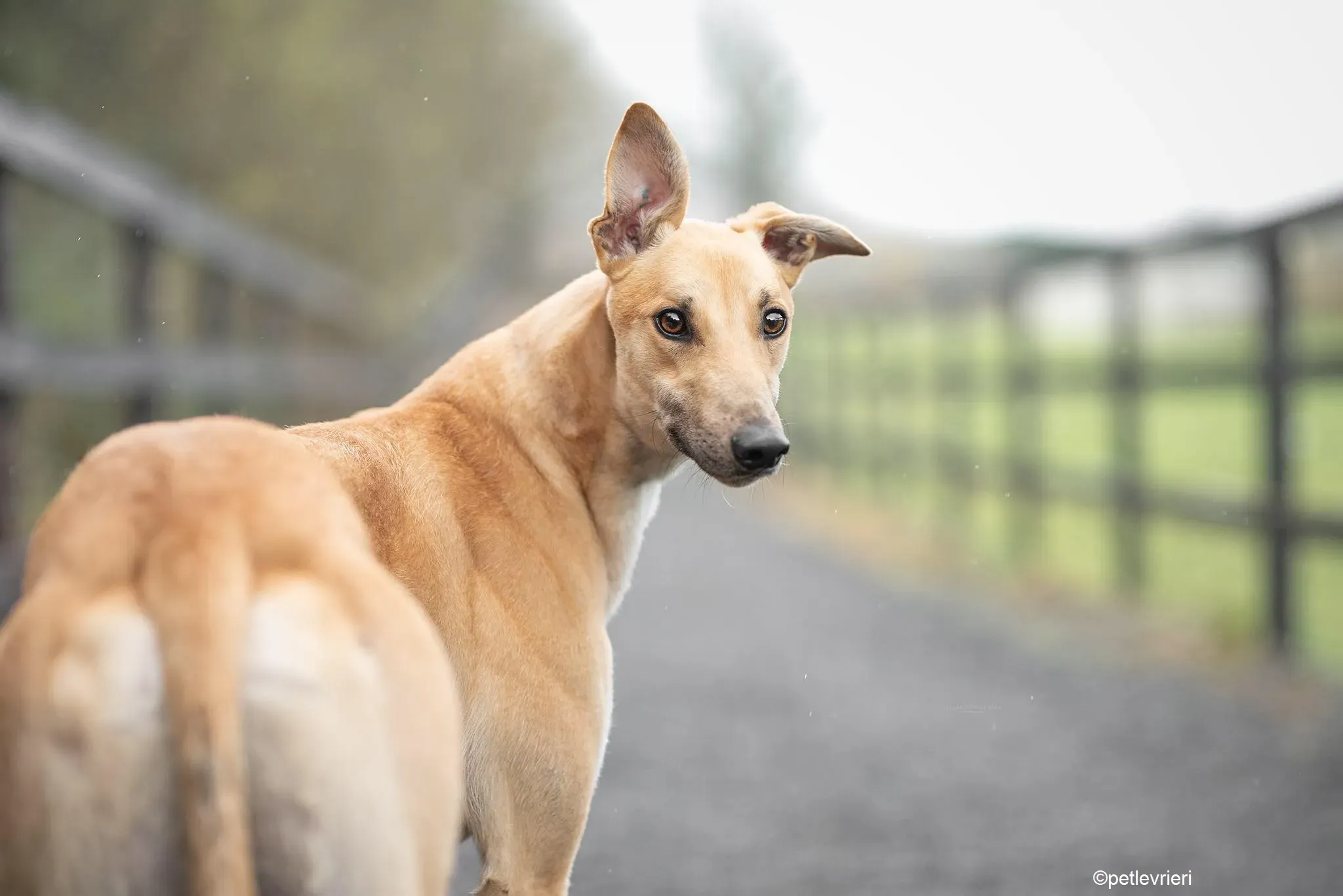 Bawnie adozione levrieri greyhound 3 1