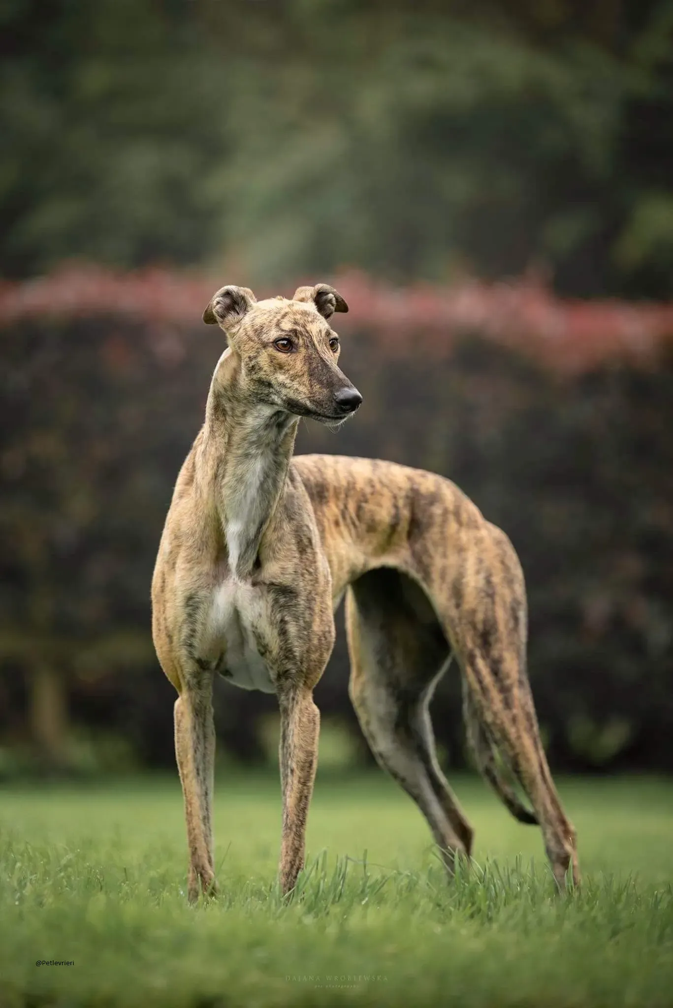 Bay Greyhound pet levrieri adozione 1