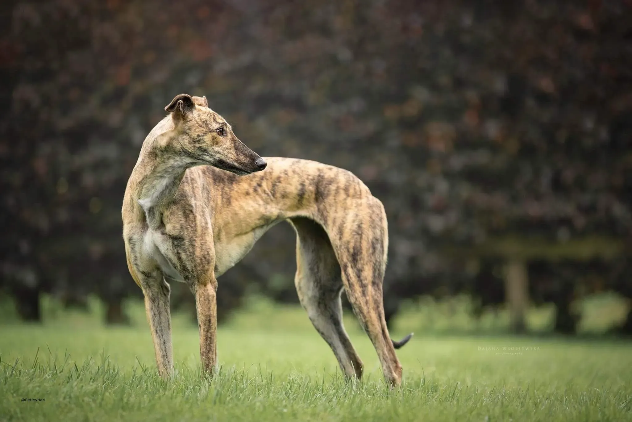 Bay Greyhound pet levrieri adozione 2