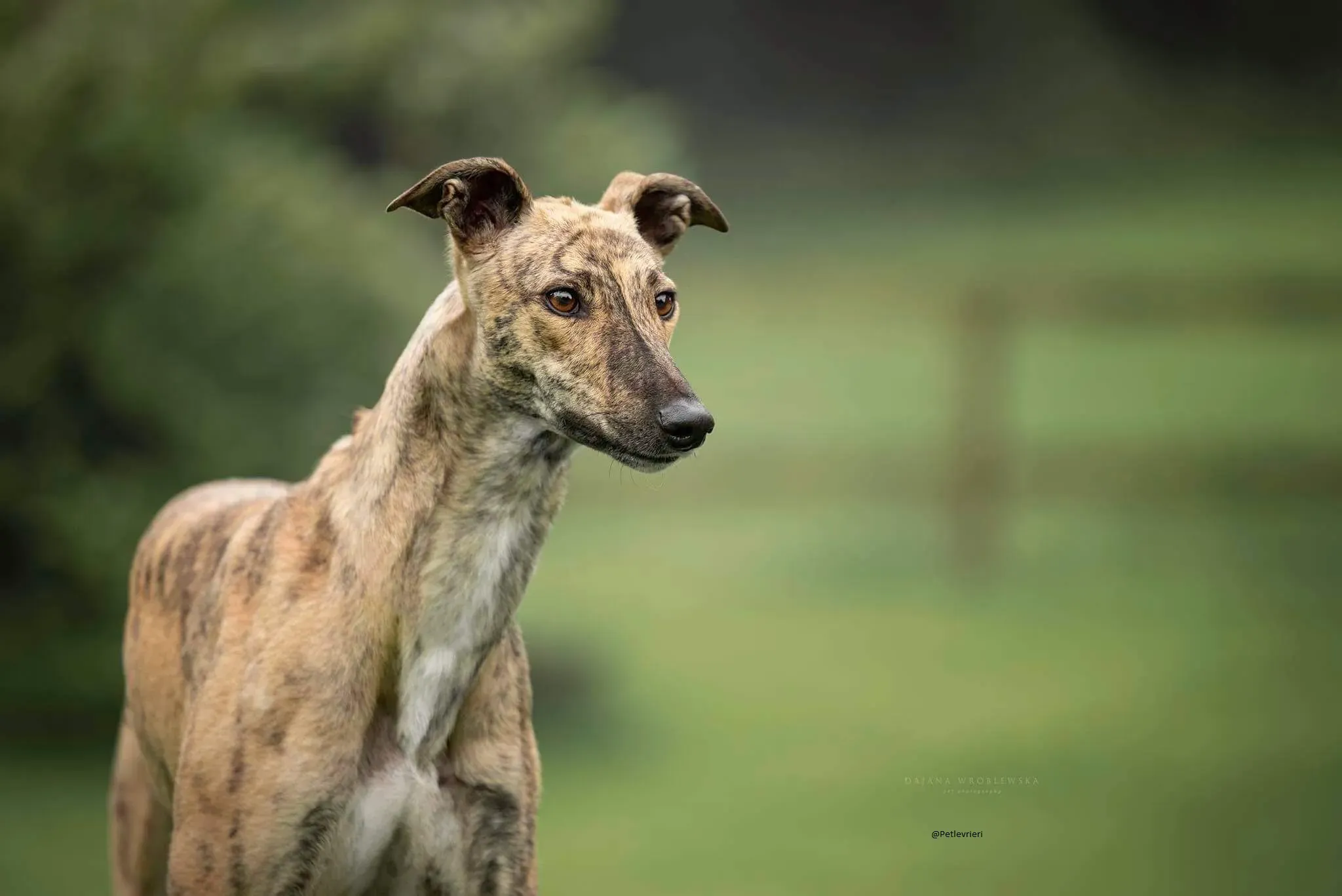 Bay Greyhound pet levrieri adozione 3