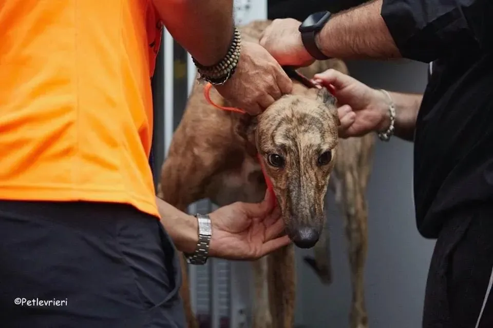 Bay adozione levrieri geryhound 30