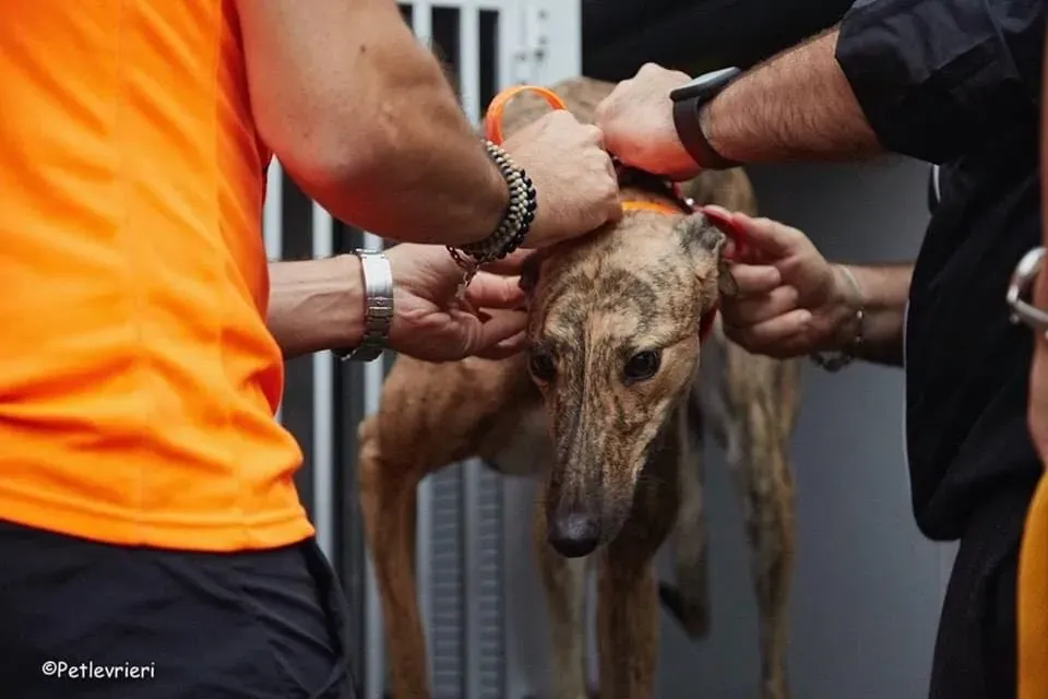 Bay adozione levrieri geryhound 31