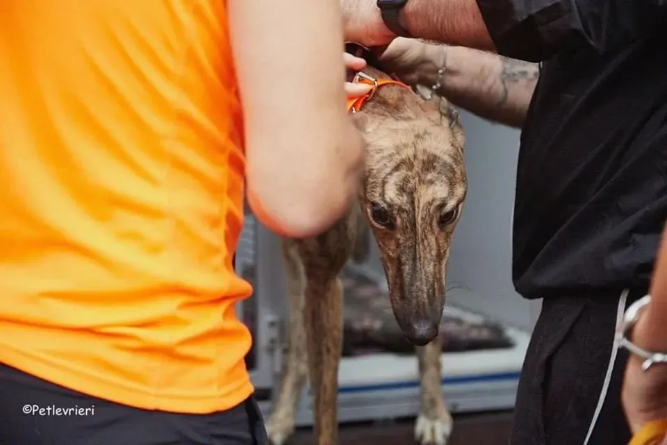 Bay adozione levrieri geryhound 32