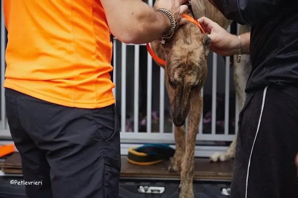 Bay adozione levrieri geryhound 33