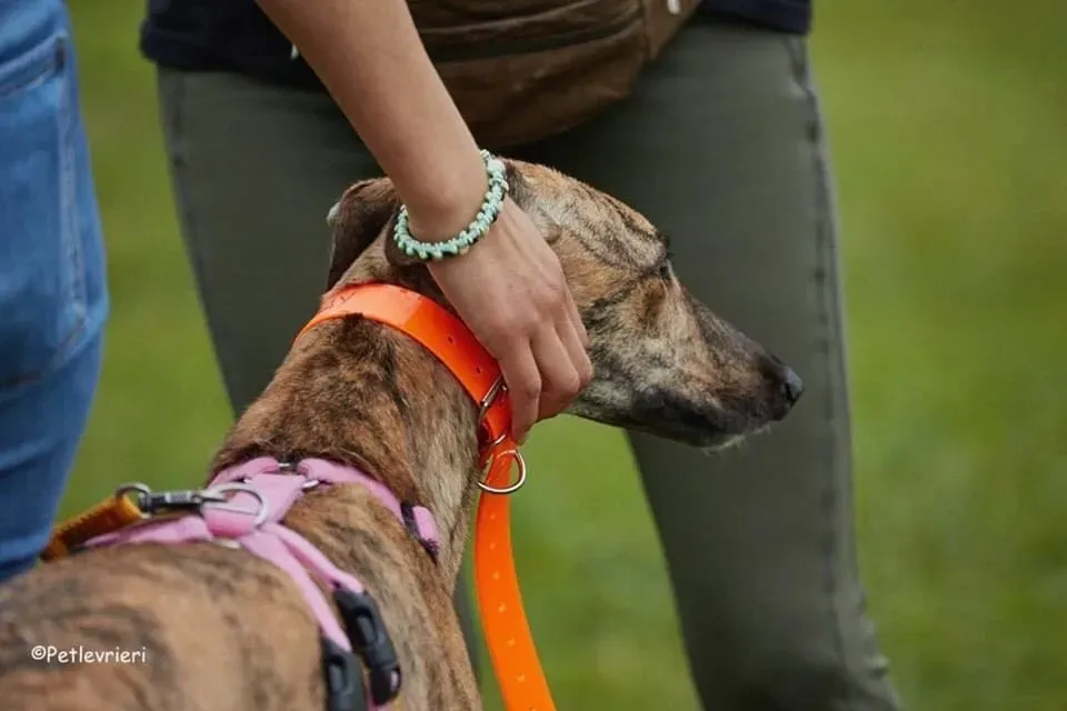 Bay adozione levrieri geryhound 34