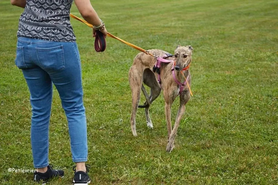 Bay adozione levrieri geryhound 35