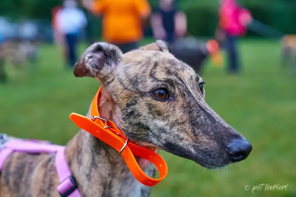 Bay adozione levrieri geryhound 36