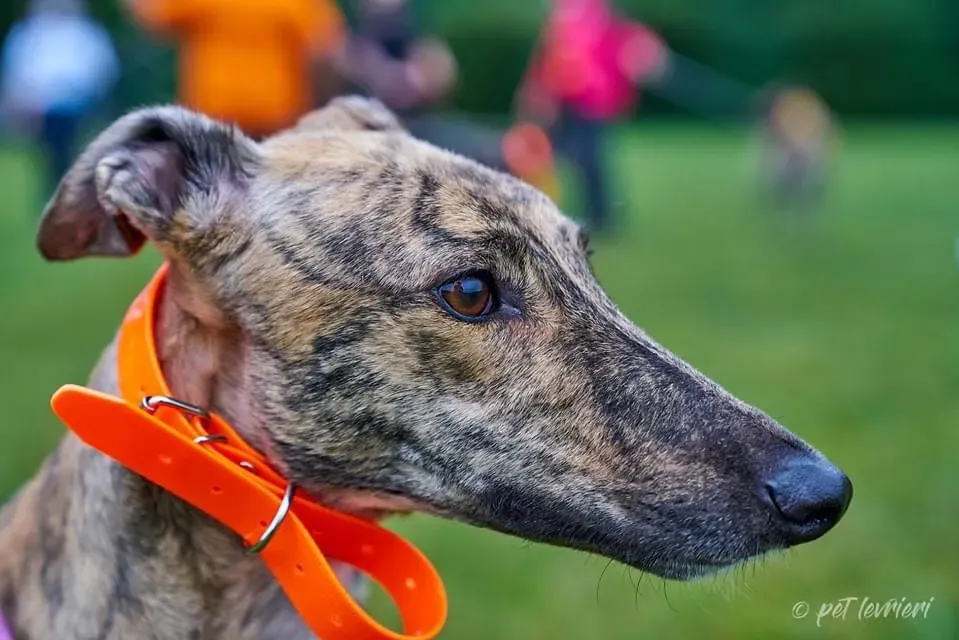 Bay adozione levrieri geryhound 37