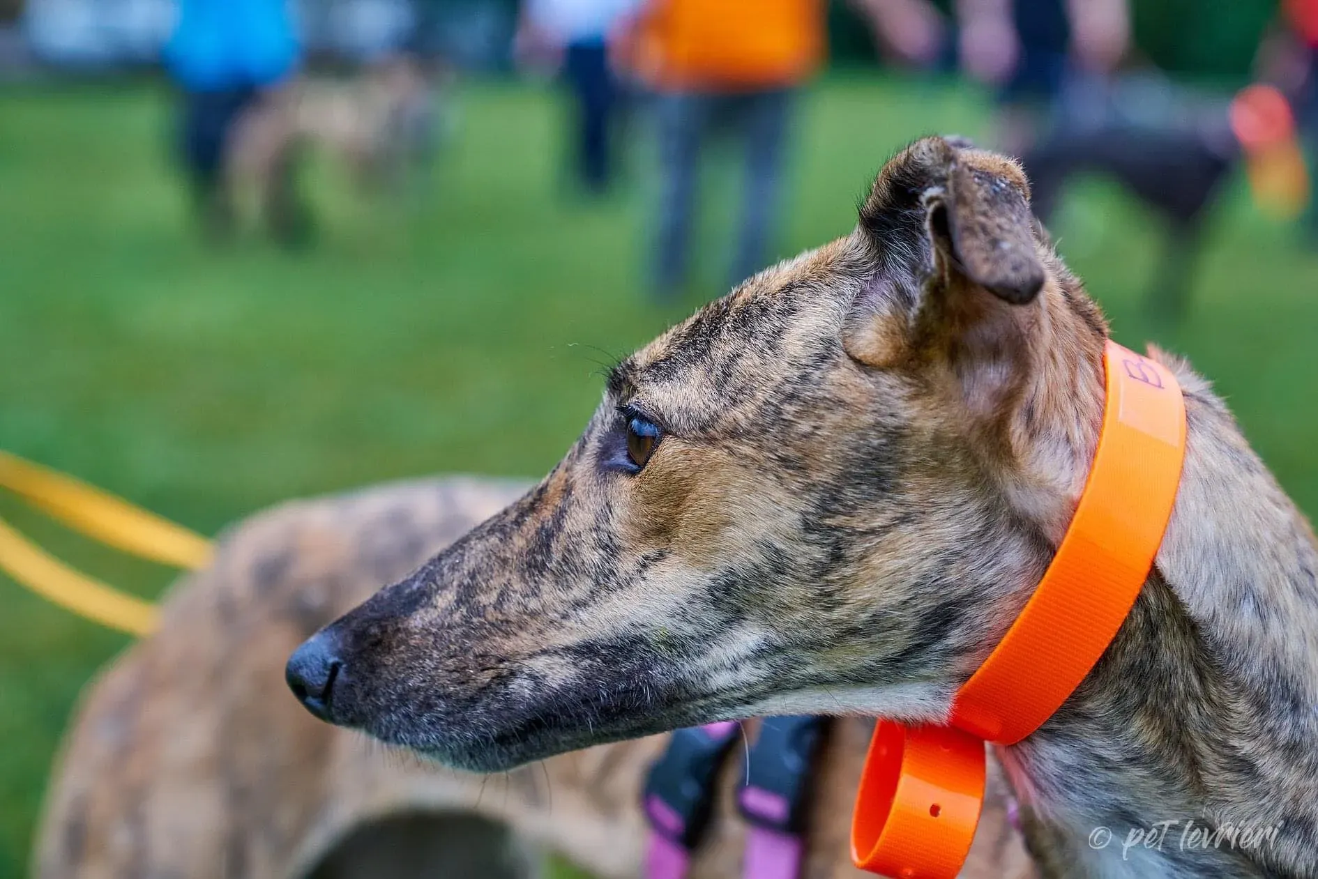 Bay adozione levrieri geryhound 38