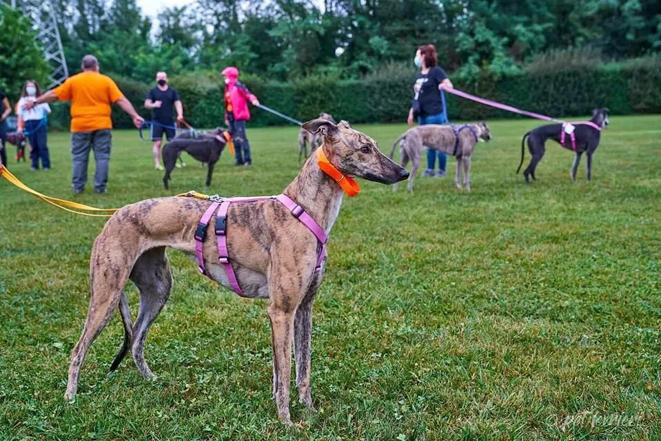 Bay adozione levrieri geryhound 39