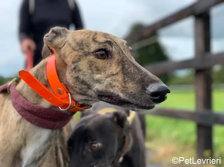 Bay adozione levrieri greyhound 1