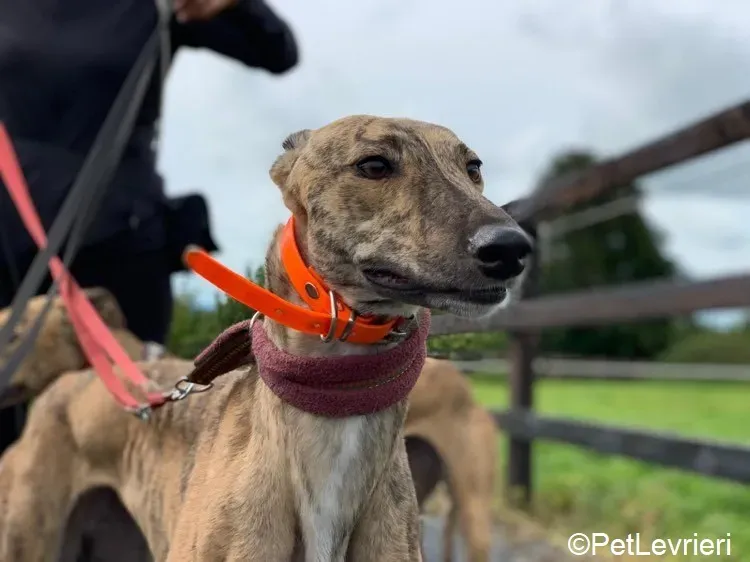 Bay adozione levrieri greyhound 2