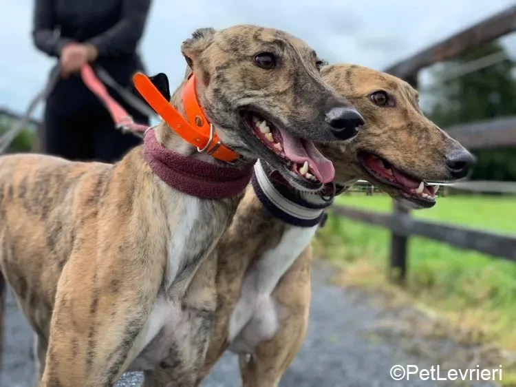 Bay adozione levrieri greyhound 3