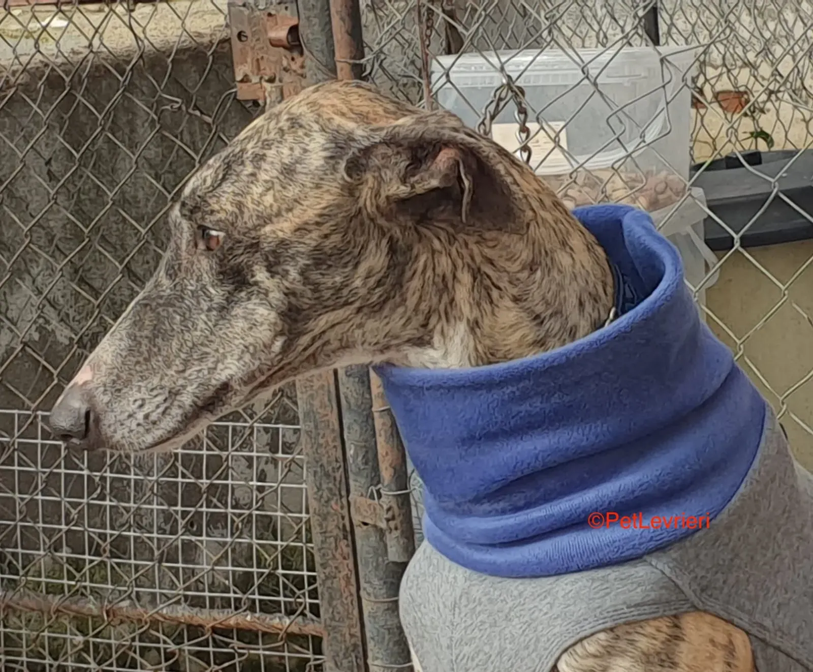 Bcquer adozione levrieri galgo 3