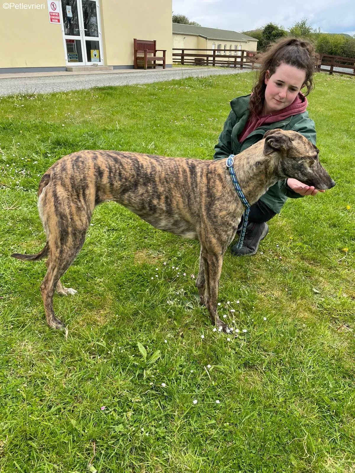 Beauty adozione levrieri greyhound 10