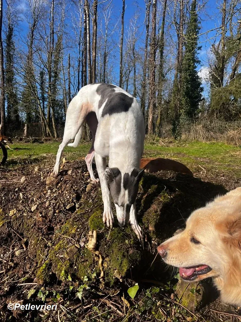 Beauty adozione levrieri greyhound 2