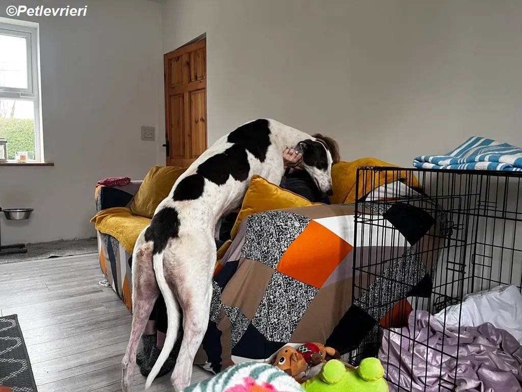 Beauty adozione levrieri greyhound 3