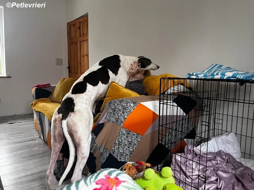 Beauty adozione levrieri greyhound 4