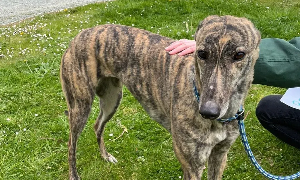 Beauty adozione levrieri greyhound 2 e1619896820869