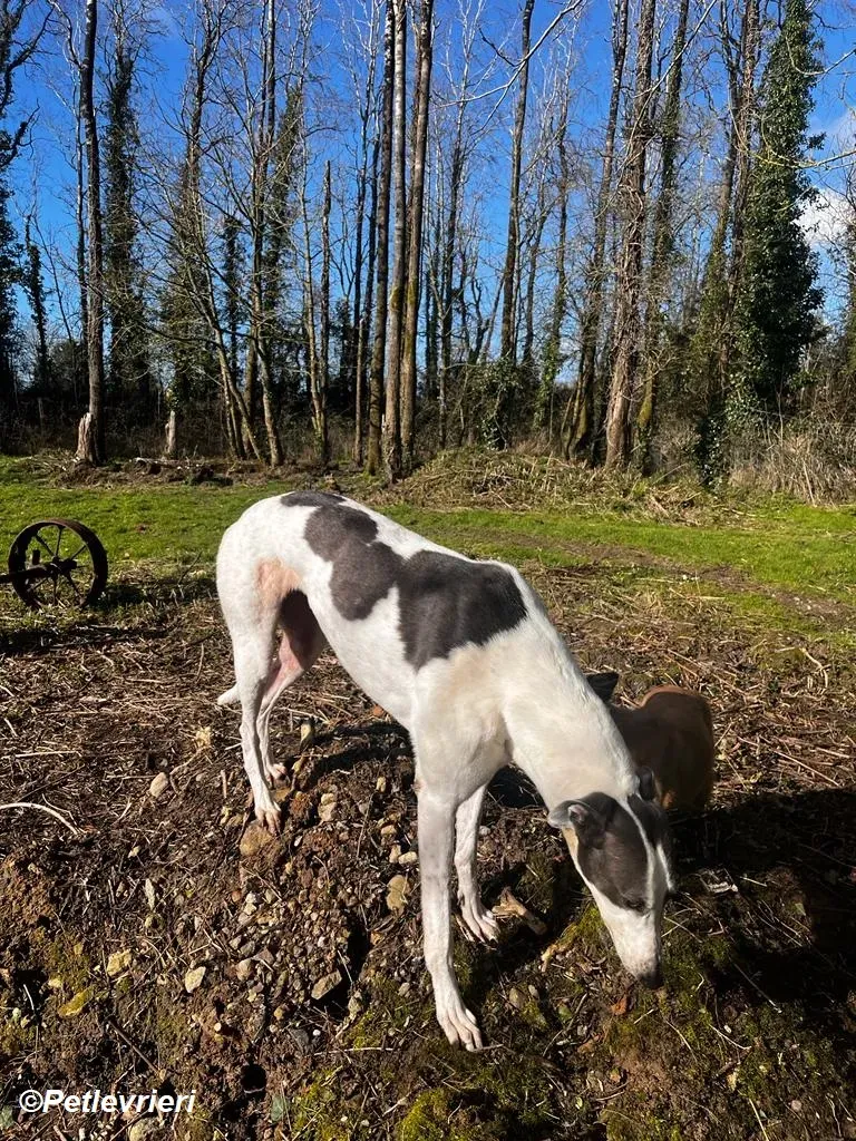 Beauty adozione levrieri greyhound 1