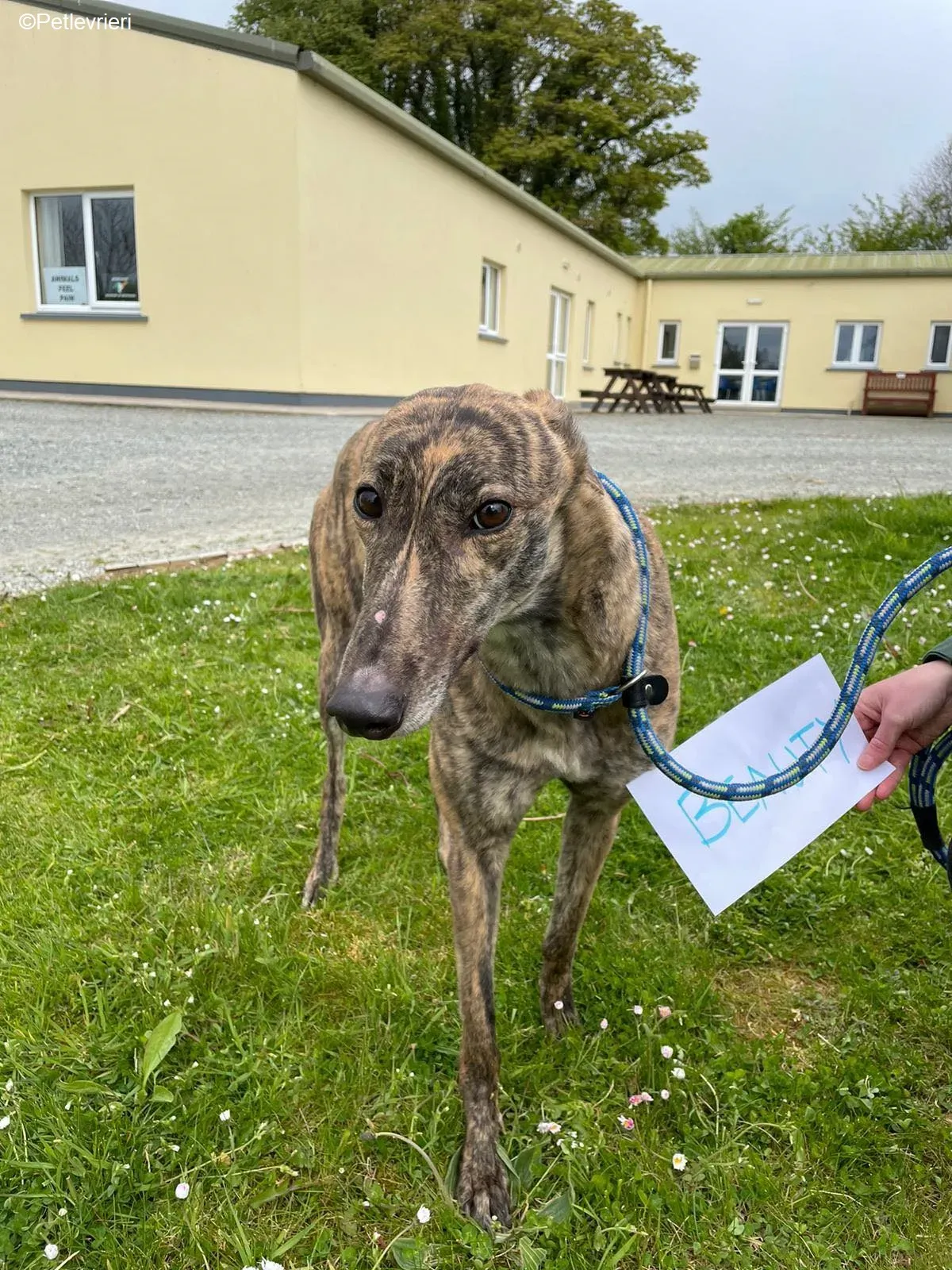 Beauty adozione levrieri greyhound 5