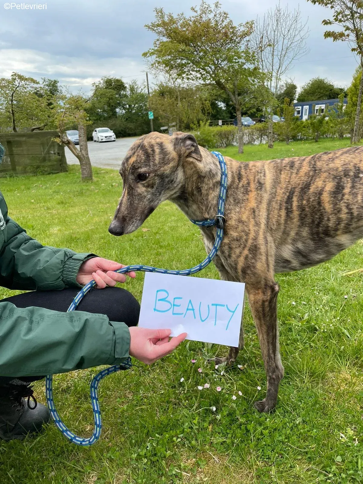 Beauty adozione levrieri greyhound 6