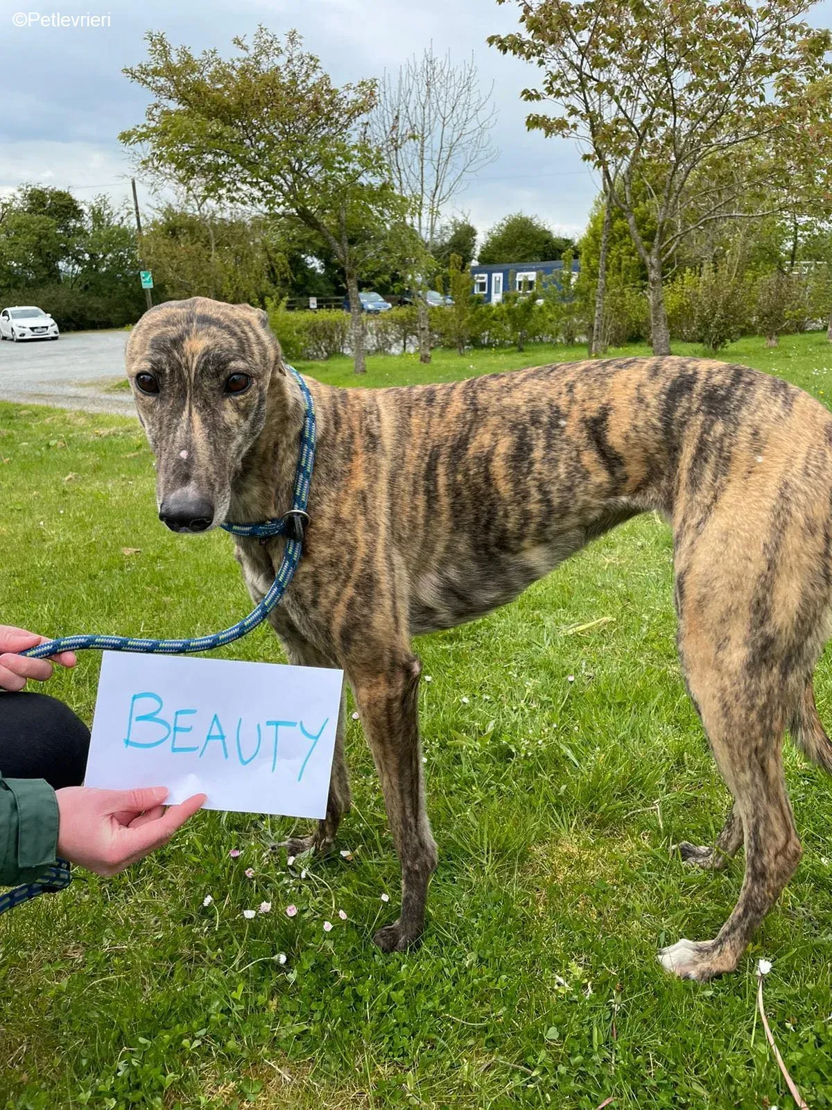 Beauty adozione levrieri greyhound 7