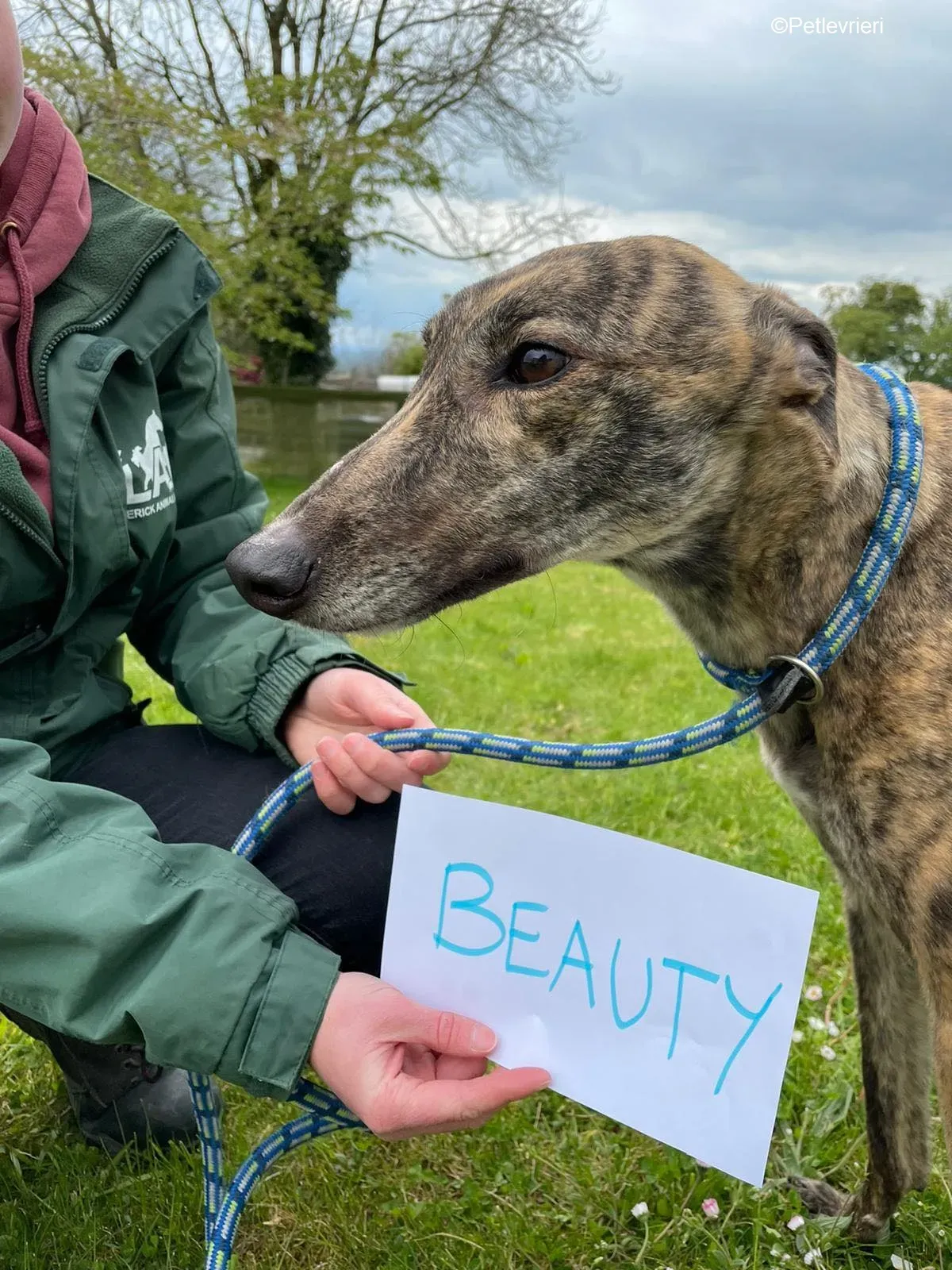 Beauty adozione levrieri greyhound 8