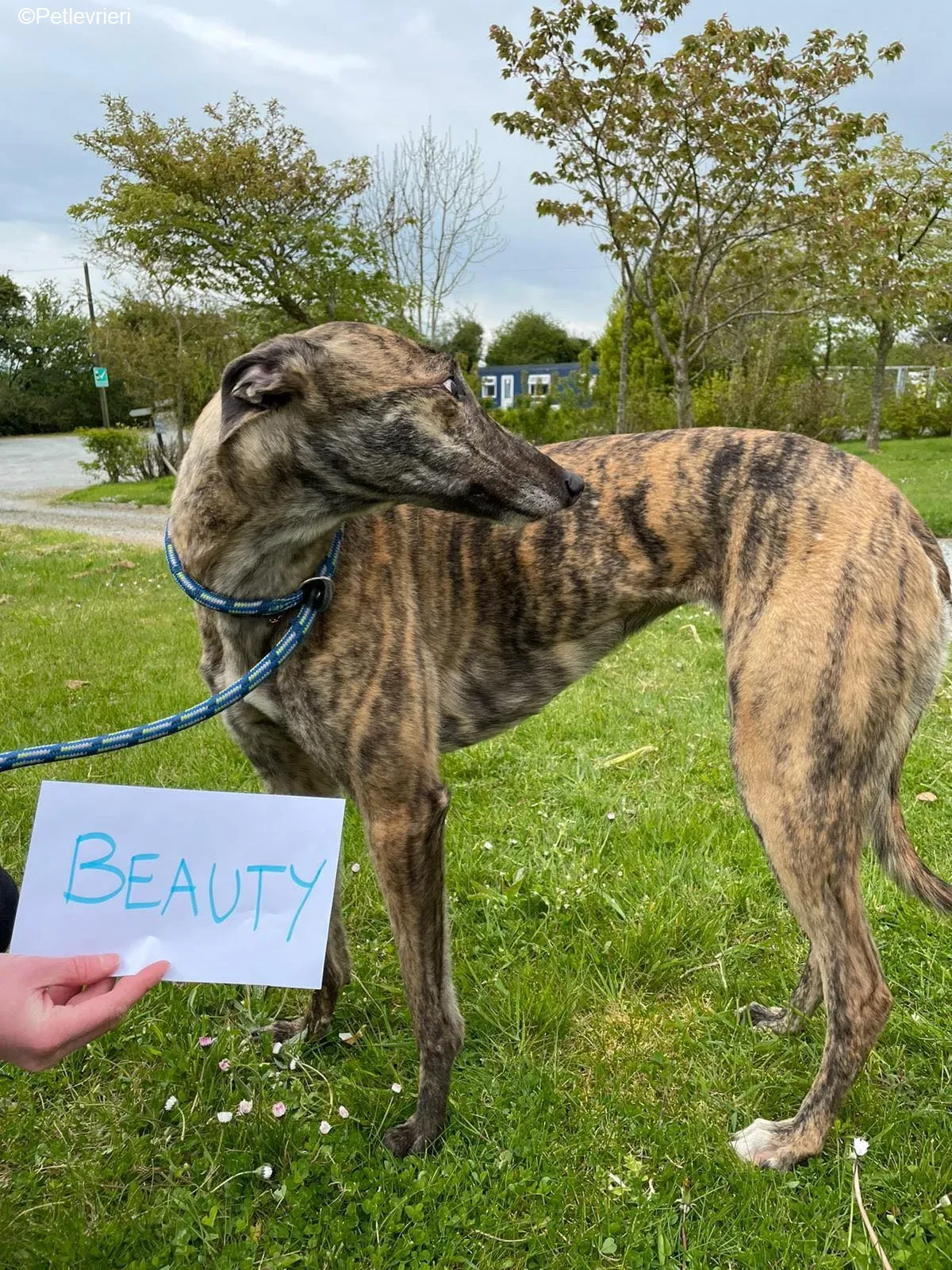 Beauty adozione levrieri greyhound 9