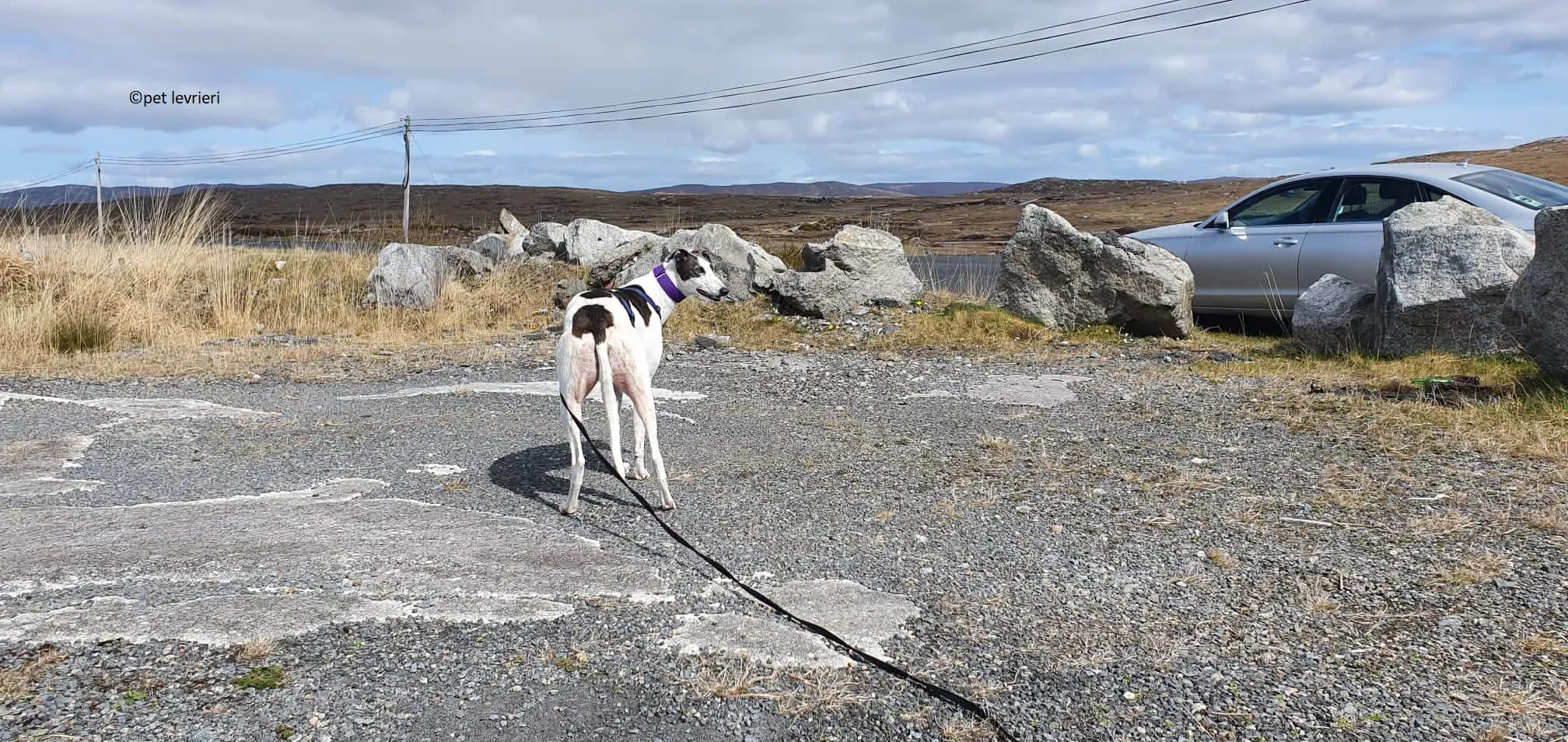 Beauty adozione levriero grayhound1 1