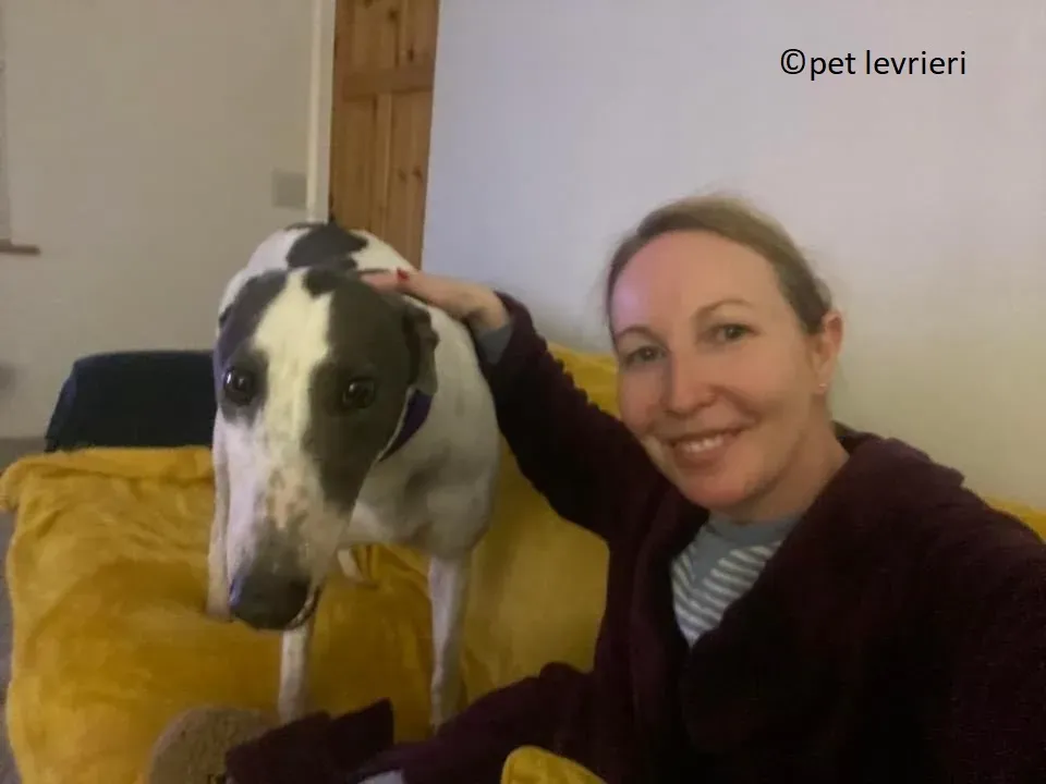 Beauty adozione levriero grayhound1