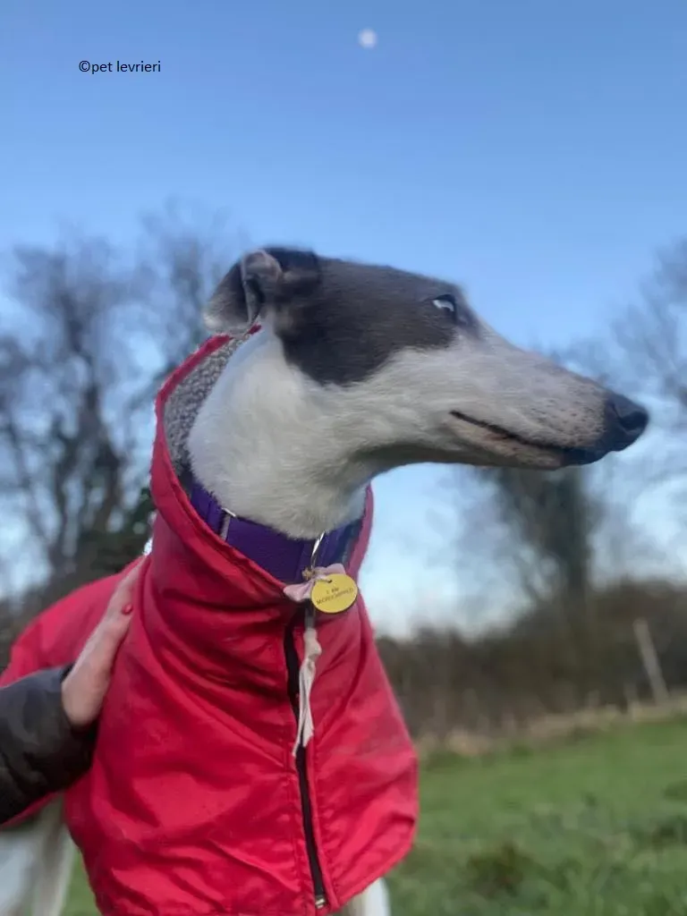 Beauty adozione levriero grayhound10
