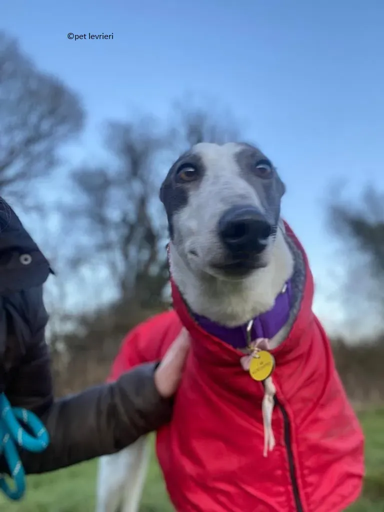 Beauty adozione levriero grayhound11
