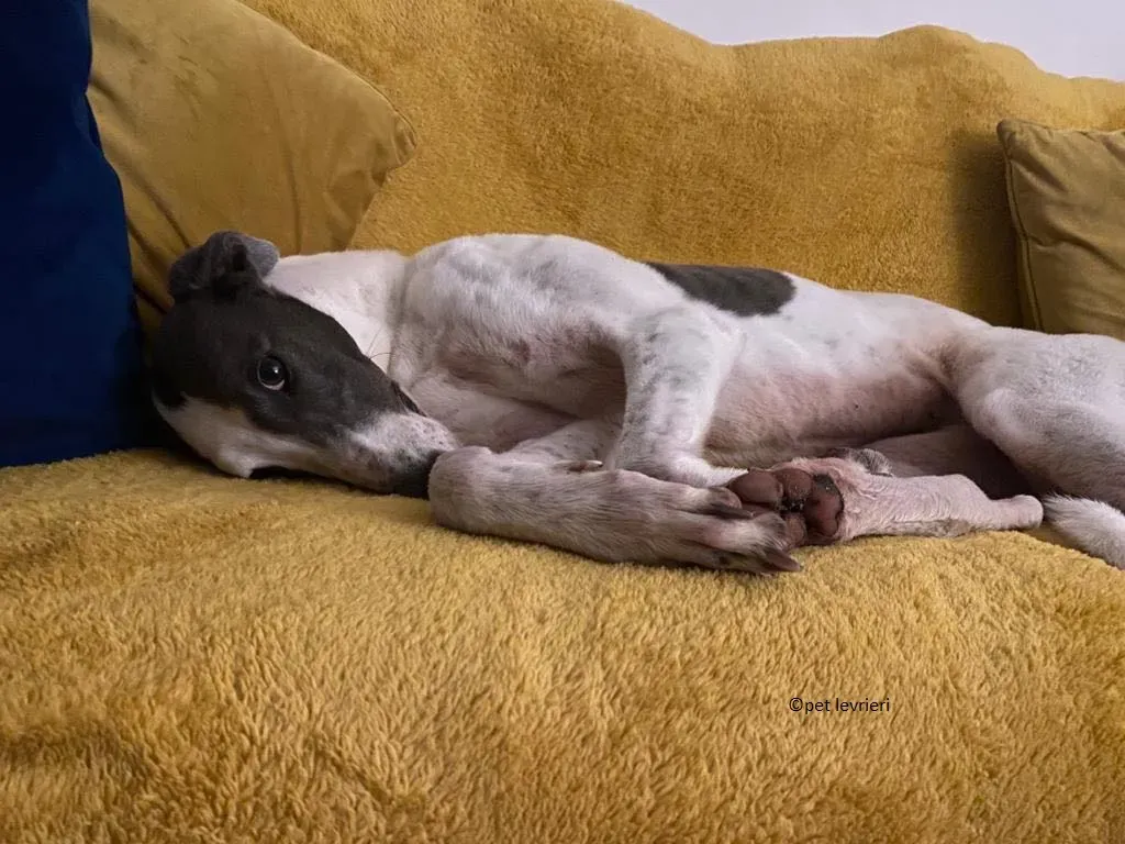 Beauty adozione levriero grayhound12