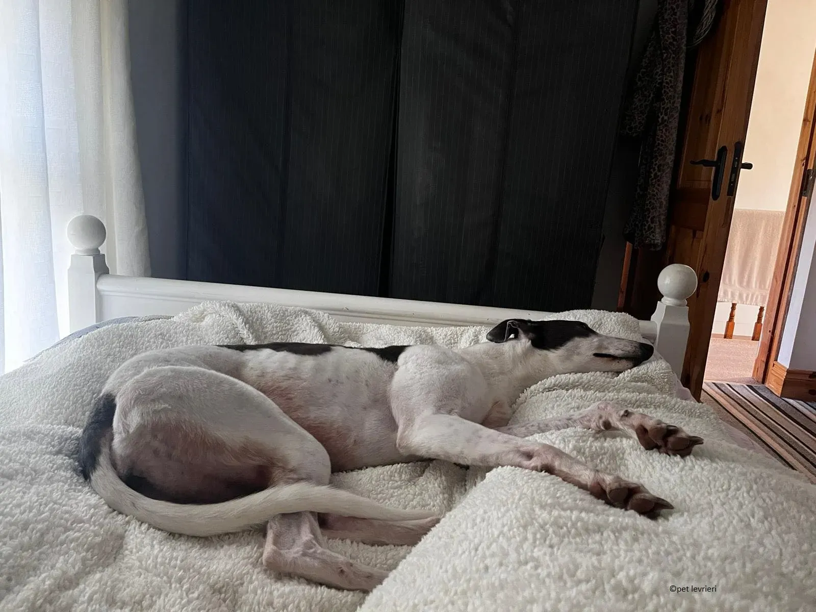 Beauty adozione levriero grayhound13