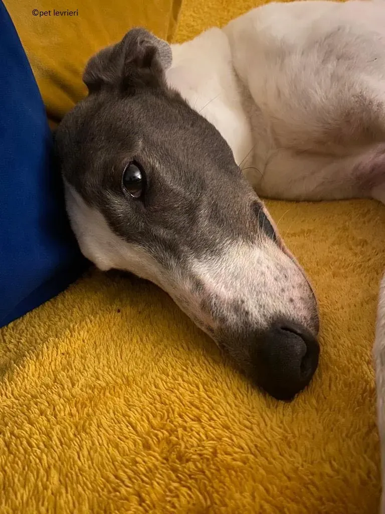 Beauty adozione levriero grayhound14