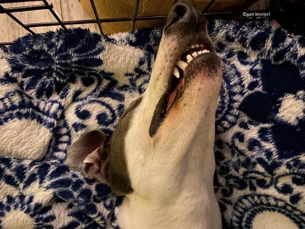 Beauty adozione levriero grayhound15