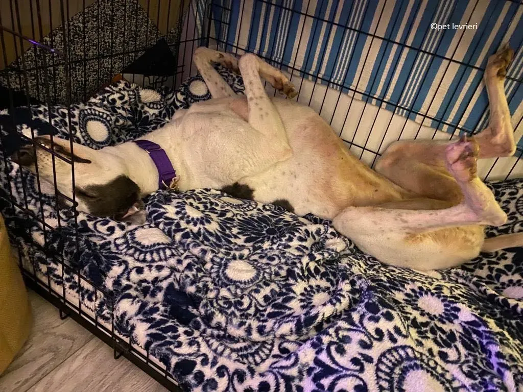 Beauty adozione levriero grayhound16