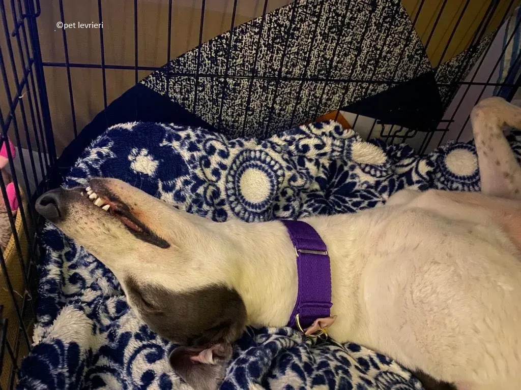Beauty adozione levriero grayhound17